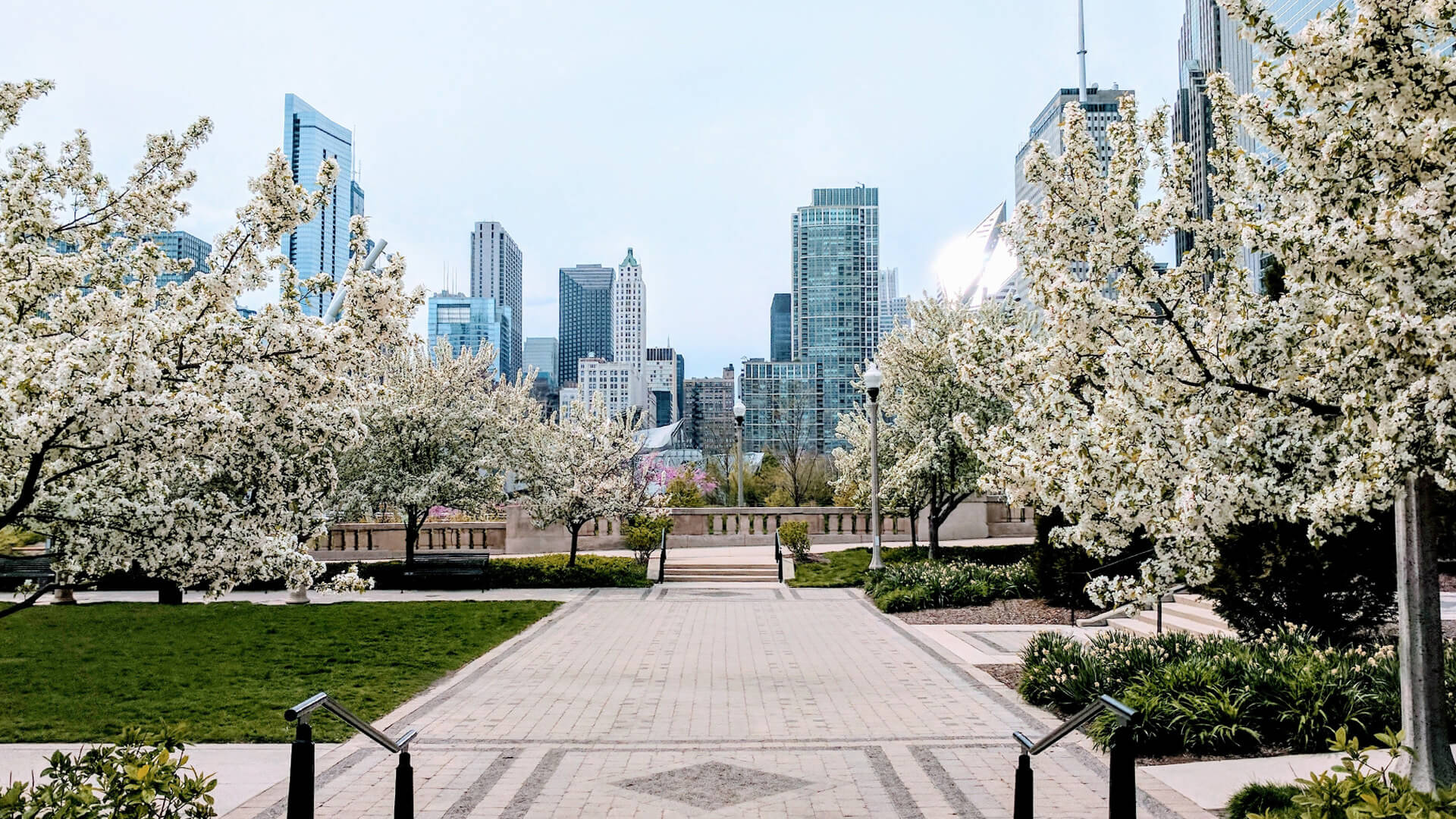 Chicago skyline in spring with blooming trees lining a cobblestone walkway
